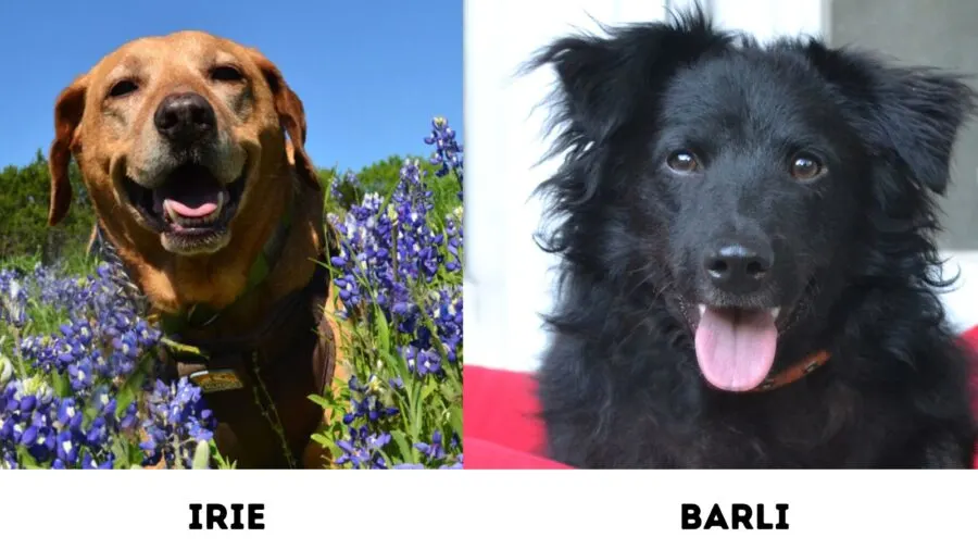 photo of two dogs: a labrador mix and a border collie mix