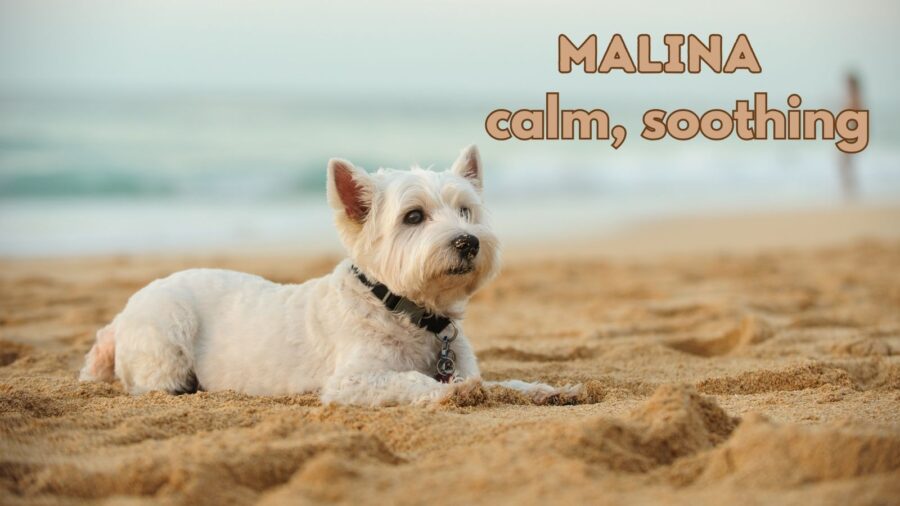 West White Highland Terrier on beach with name Malina: calm, soothing