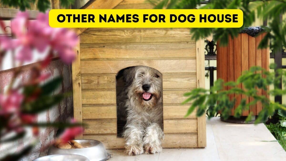 What Is Another Name Of A Dog House what-is-another-name-of-a-dog-house