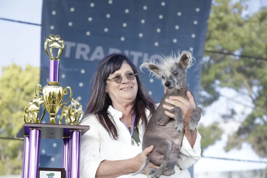 Photo of 2023 winner in World's Ugliest Dog contest. Owned by Eileen Tanner. Shared with Sonoma-Marin Fair Marketing.