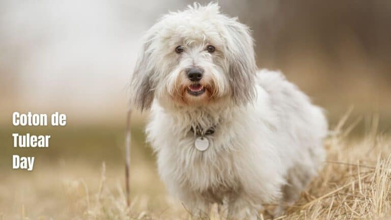 Coton de Tulear Day