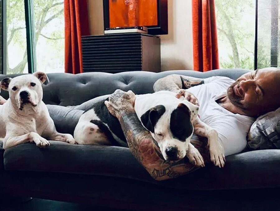 In honor of #GivingTuesday, actor, animal advocate and dog dad Dave Bautista is collaborating with the ASPCA to raise awareness and encourage support for vulnerable animals throughout the holiday season.  Dave is the proud father of four adopted pit bulls – Ollie, Maggie, Penny and Talulah – and is a constant champion of the breed, adopting his first two dogs five years ago.  Photo courtesy of ASPCA
