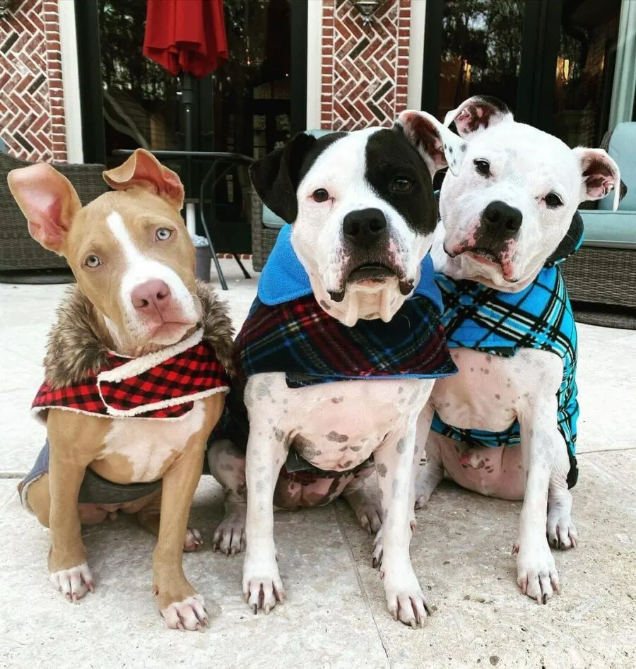 three of Dave Bautista's four rescue dogs