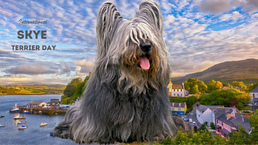 Photo of gray Skye Terrier with the Isle of Skye in the background