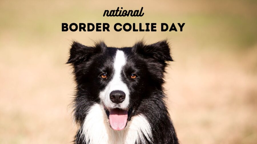 black and white border collie with words National Border Collie Day at top of image