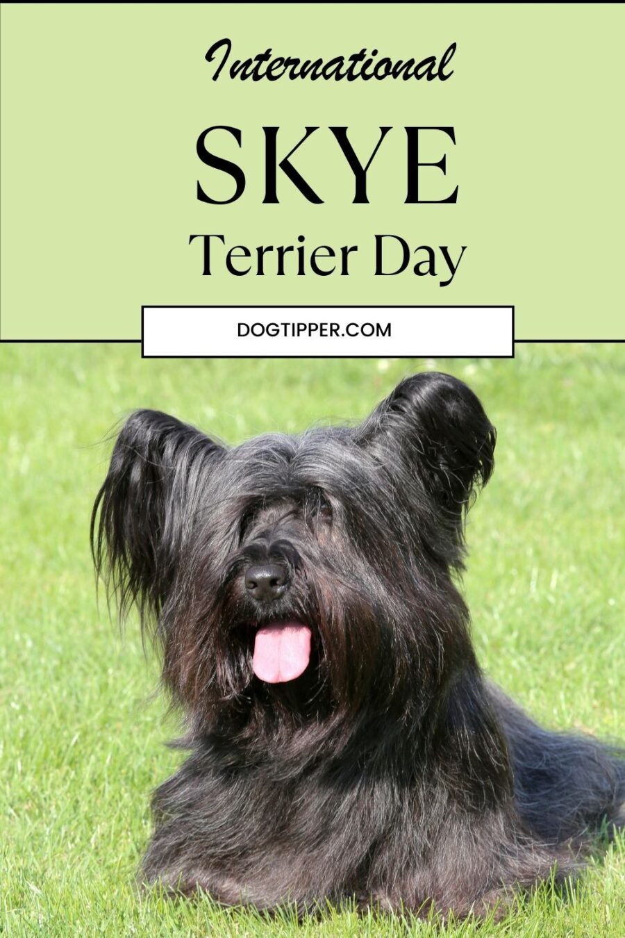Black Skye Terrier on a green grass lawn with the words International Skye Terrier Day at the top of the image