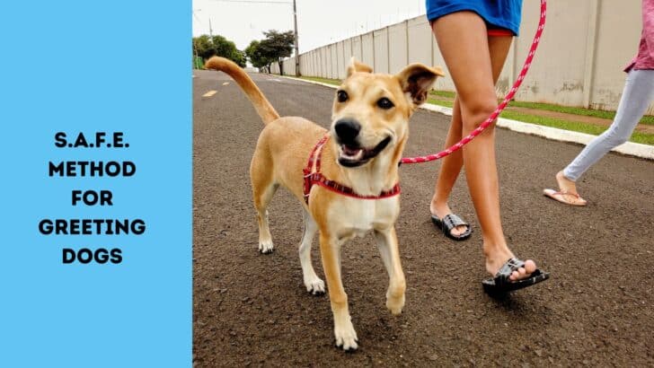 How Should a Child Greet a New Dog?