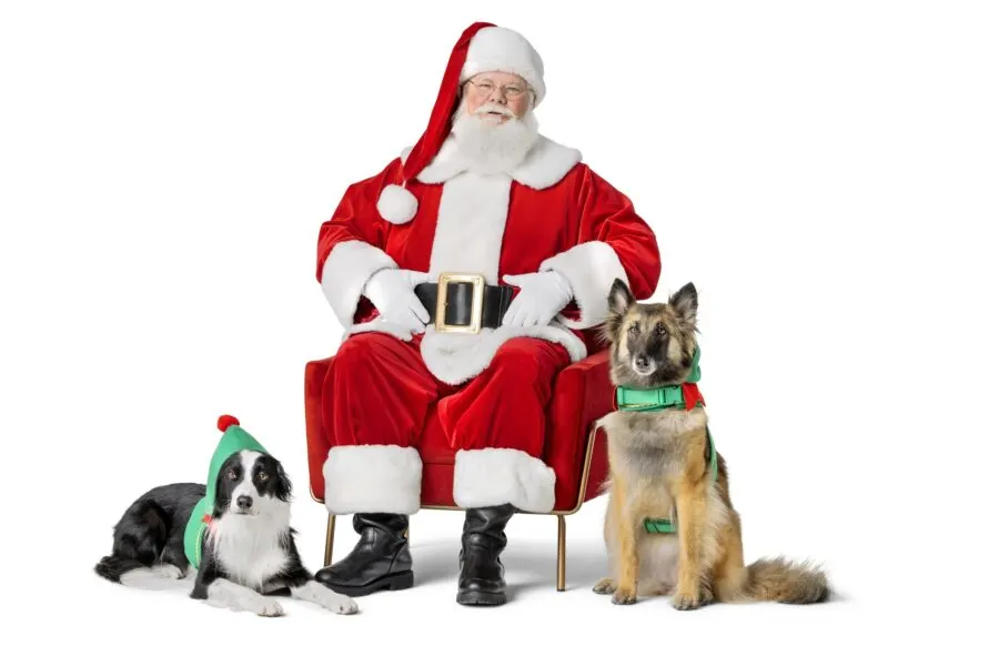Santa posing with a border collie and a German Shepherd