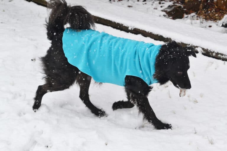 Cleaning Your Dog’s Paws After a Walk in the Snow