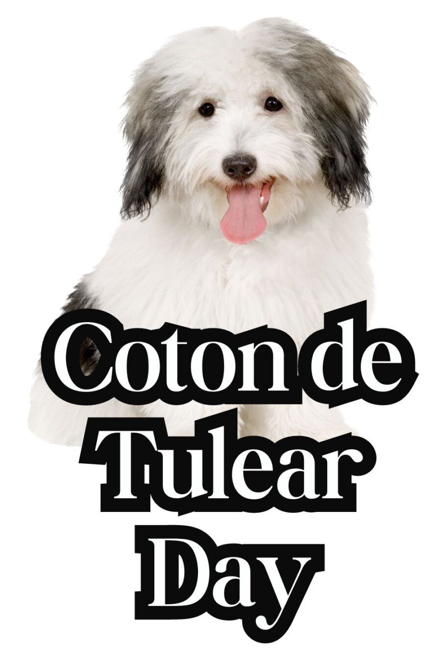 photo of coton de tulear dog looking at camera; lower half of the image has words Coton De Tulear Day