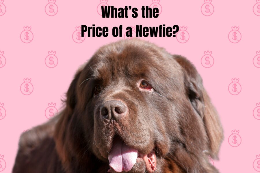 photo of brown Newfoundland dog looking toward camera with tongue hanging out; background image of pink dollar signs. What's the Price of a Newfie is at the top of the image.