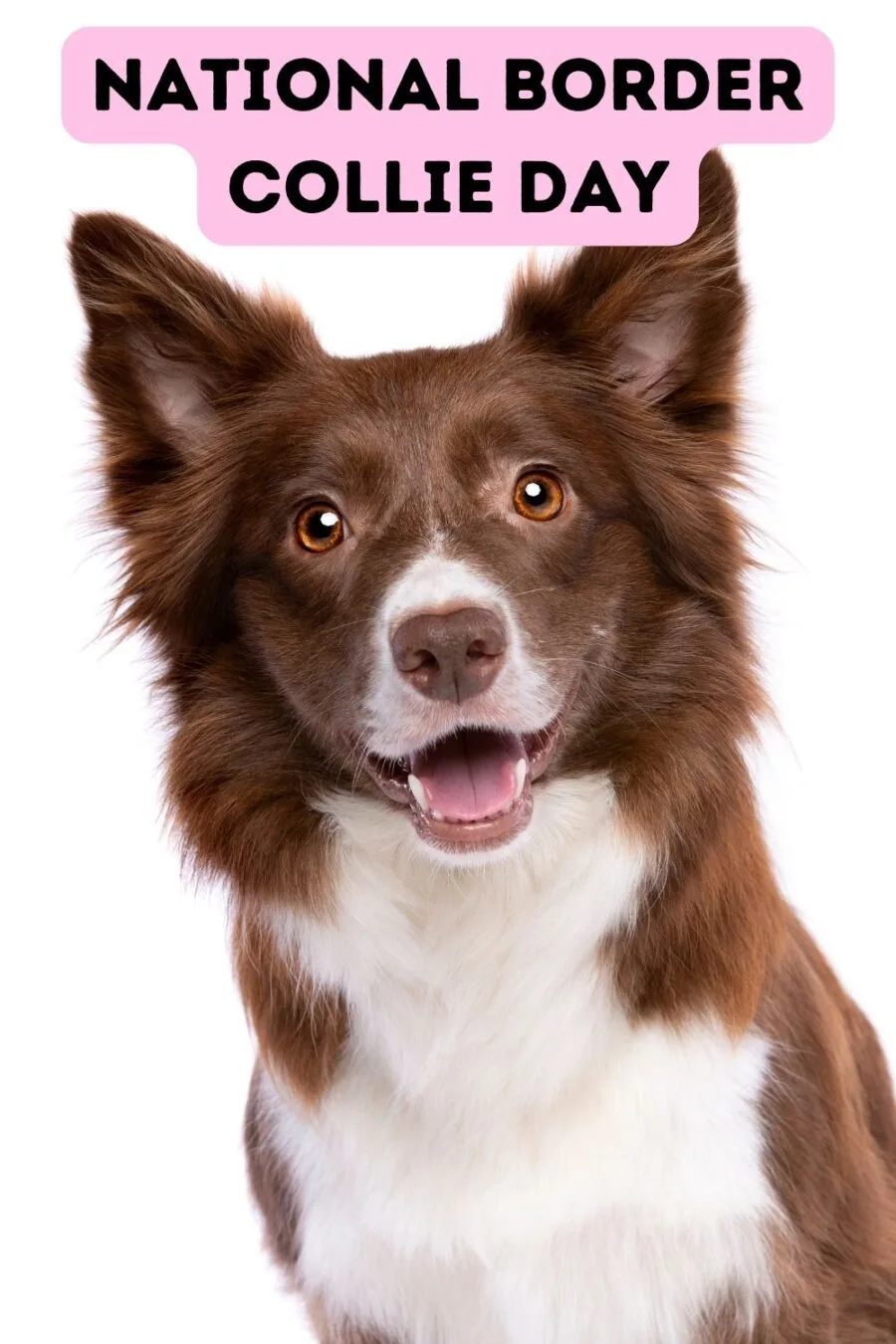 Photo of brown and white border collie against a white background with words 