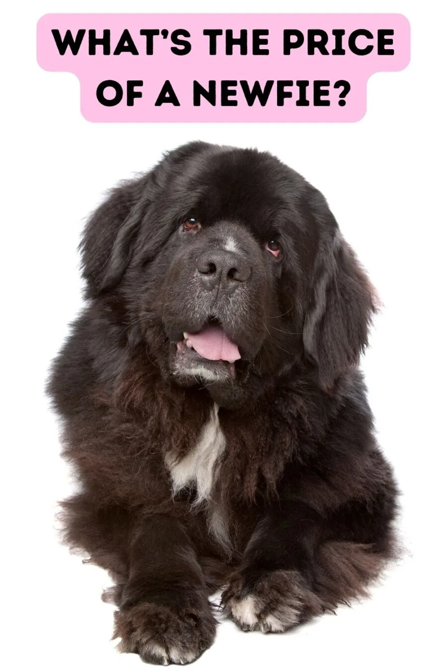 Newfoundland dog against white background; words "what's the price of a Newfie?" at top of image