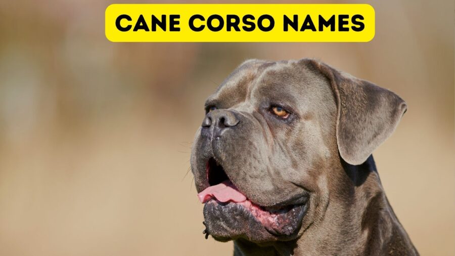 Hình ảnh chú chó Cane Corso