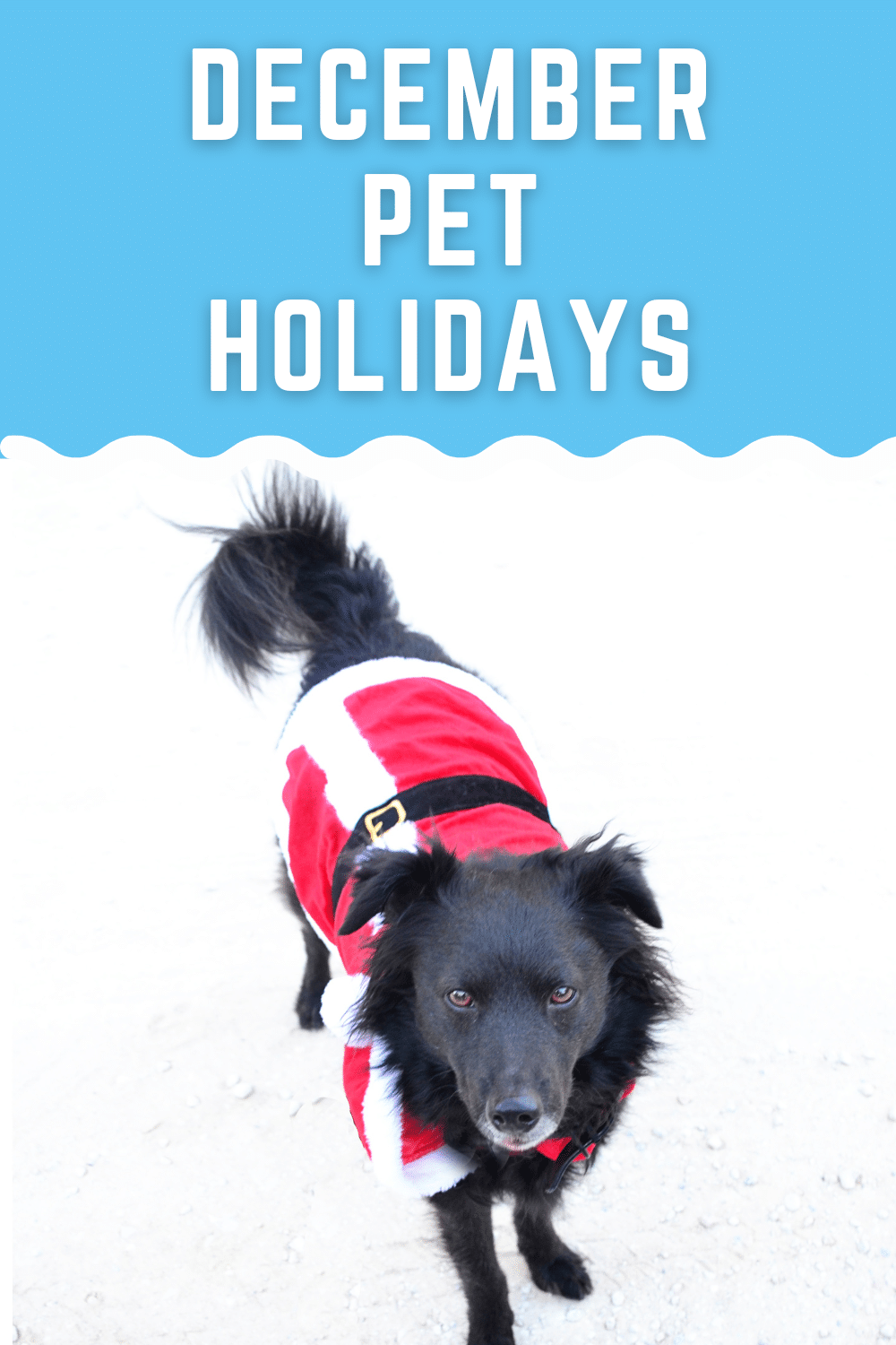 December 2026 Pet Holidays
