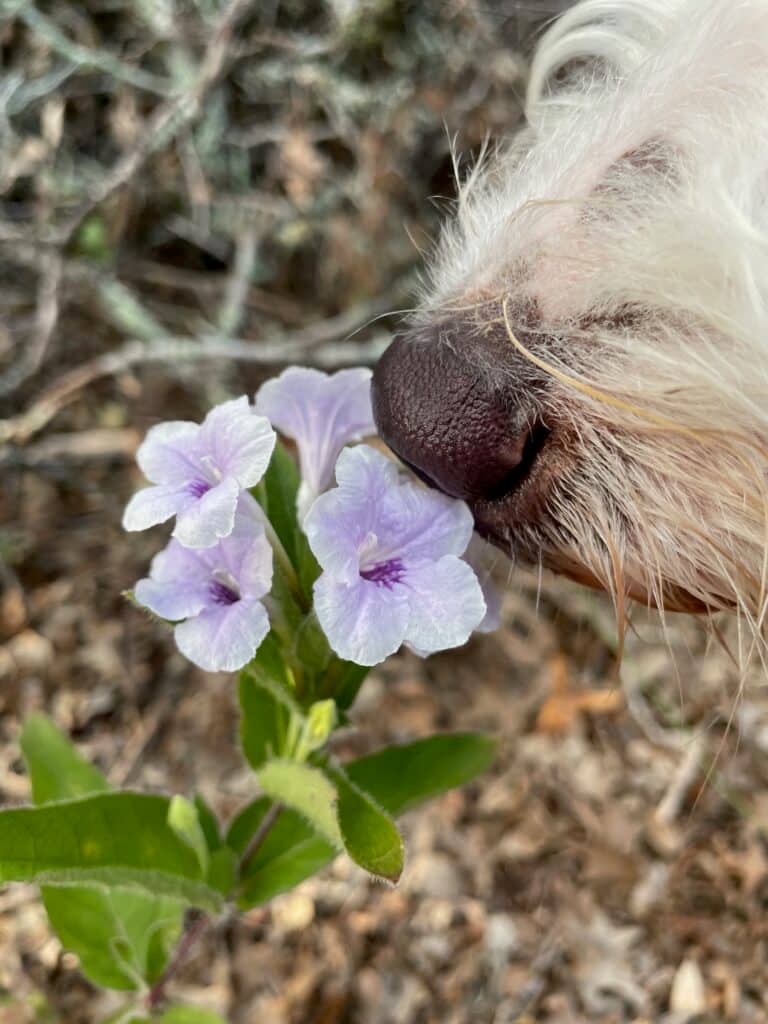 How to Turn Your Daily Dog Walk Into Mental Enrichment (Without More Time)