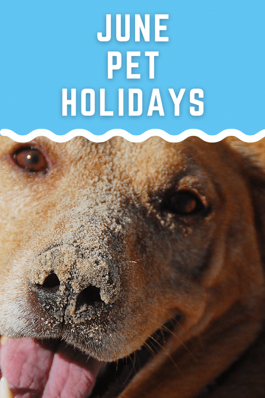 June pet holidays
