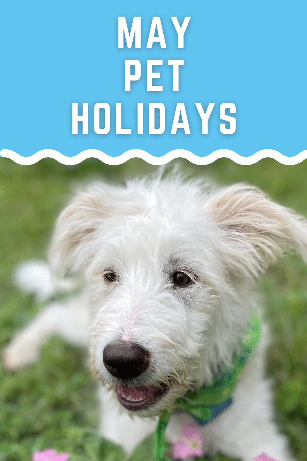 May 2026 Pet Holidays