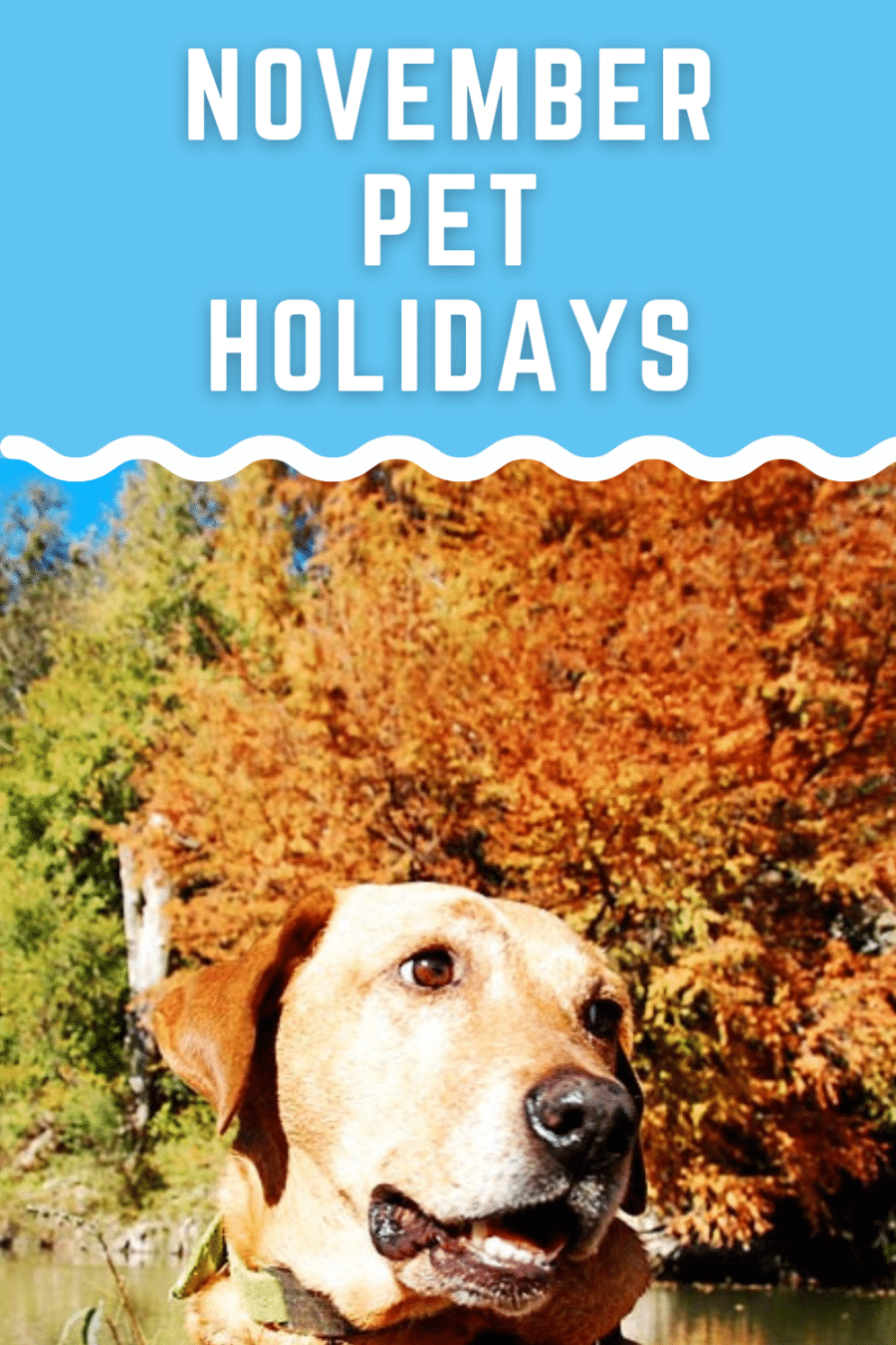 November pet holidays