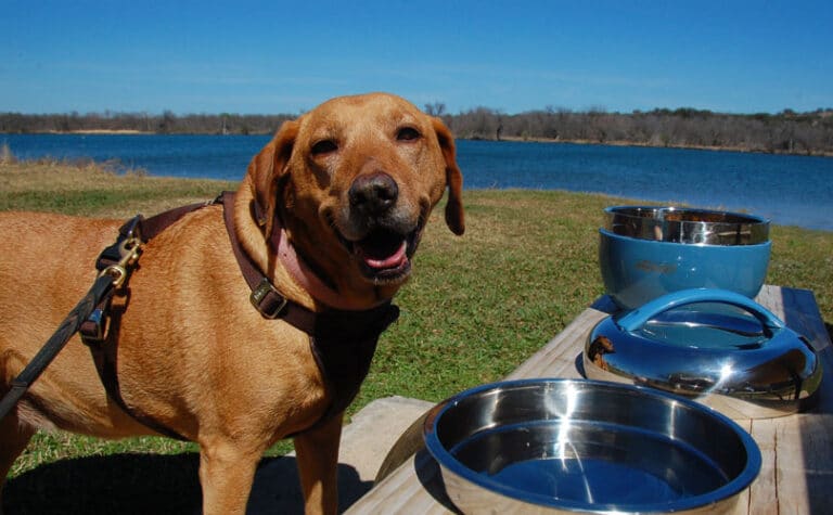8 Tips to Turn Your Dog Picnic Into an Enrichment Activity