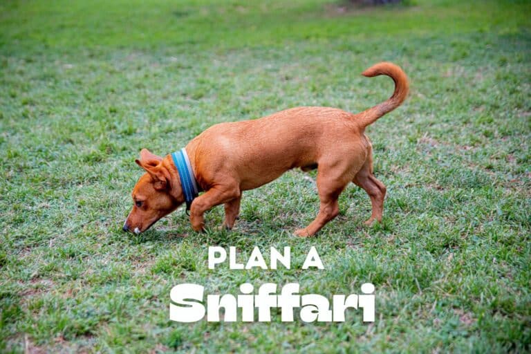 Plan a Sniffari For Your Dog’s Enrichment