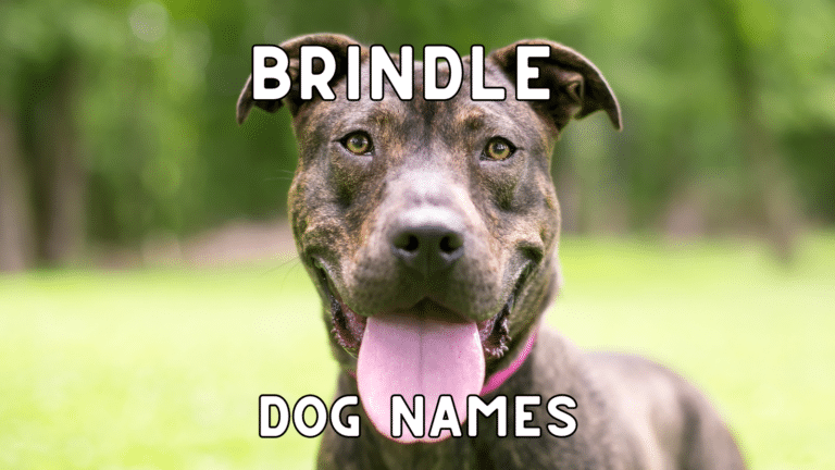 Brindle Dog Names: 100+ Striking Names for Beautiful Brindle-Coated Dogs