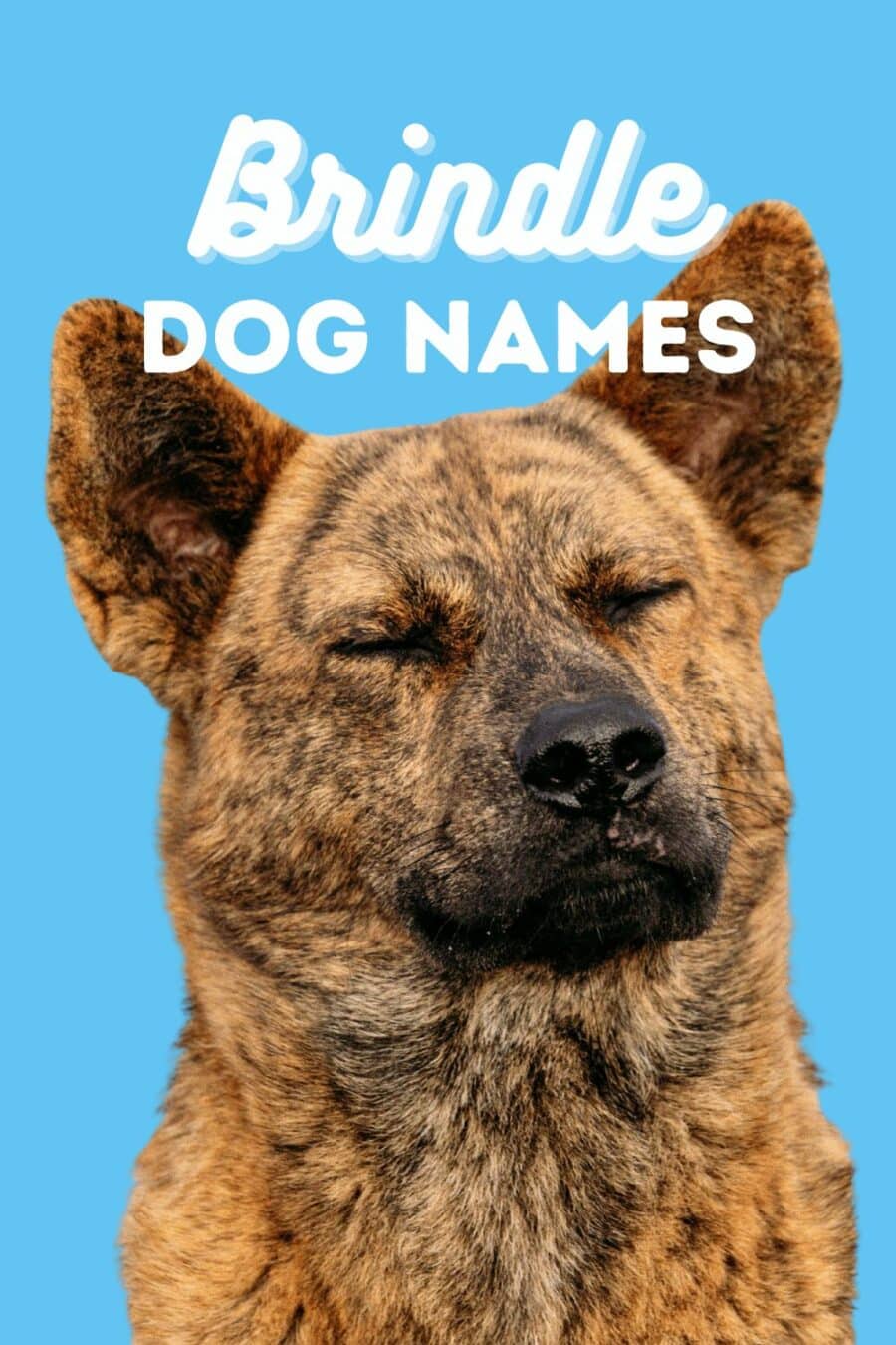 Brindle dog names pin