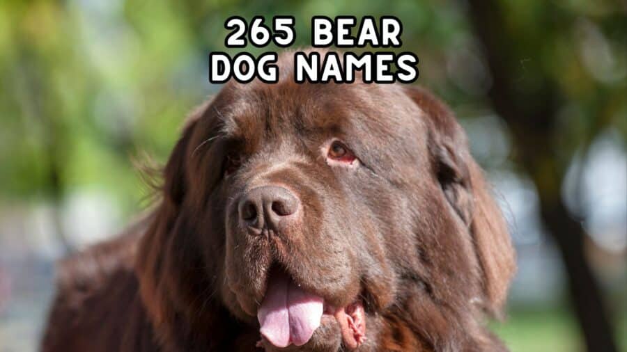 bear dog names; image shows a brown Newfoundland Dog