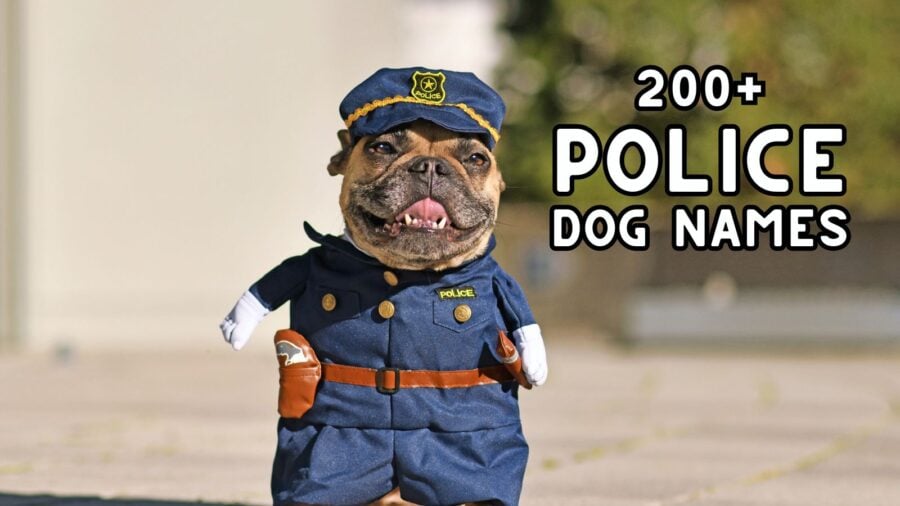 police dog names; image shows dog in police costume