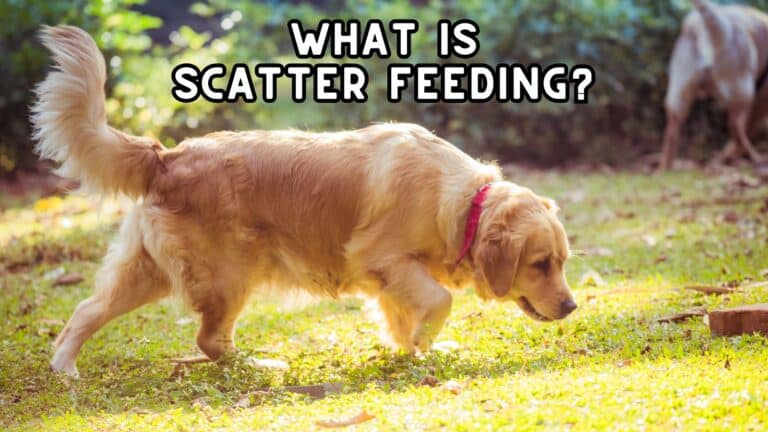 What is Scatter Feeding?