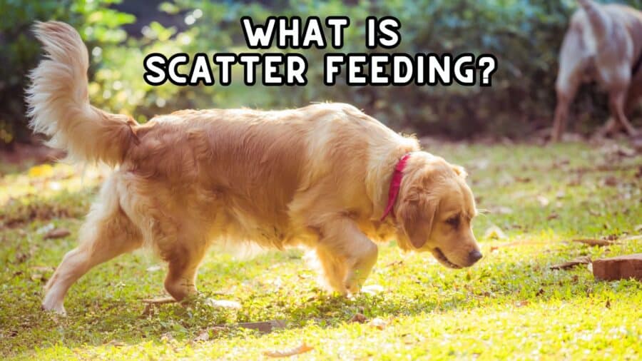 what is scatter feeding? Photo of golden retriever sniffing for food in lawn